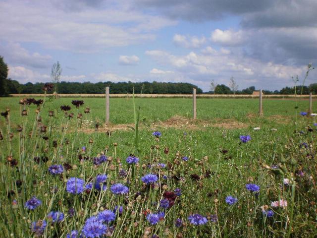 Pipowagen Lidewei Groningen Westerwolde Unieke Ligging Met Eigen Tuin En Vrij Uitzicht Over Veld Naar Natuurgebied Onstwedde Exteriér fotografie