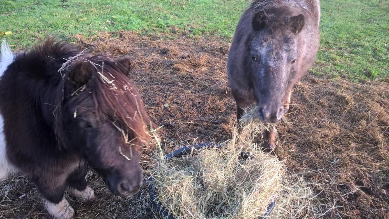 Pipowagen Lidewei Groningen Westerwolde Unieke Ligging Met Eigen Tuin En Vrij Uitzicht Over Veld Naar Natuurgebied Onstwedde Exteriér fotografie