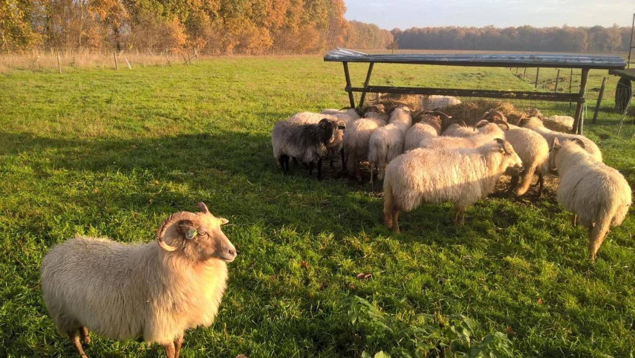 Pipowagen Lidewei Groningen Westerwolde Unieke Ligging Met Eigen Tuin En Vrij Uitzicht Over Veld Naar Natuurgebied Onstwedde Exteriér fotografie